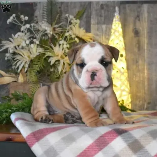 Bulldog Inglês Macho/Fêmea - Disponível Hoje