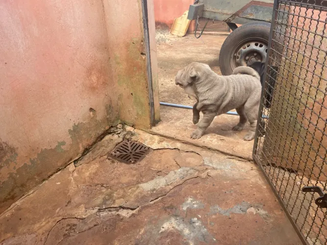 Shar pei