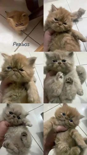 Persas e Himalaios Filhotes - Gatil BSB Cat