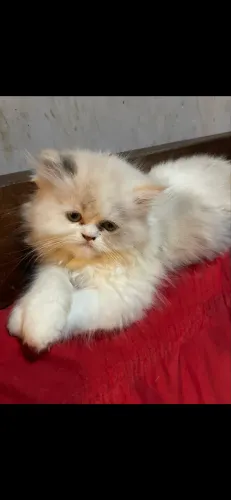 Gata persa 