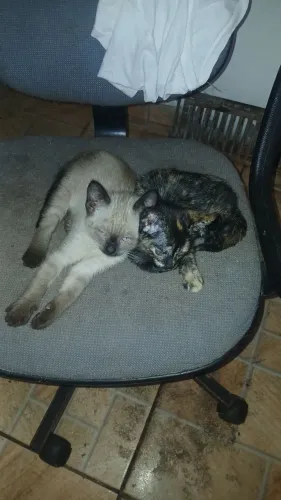 Gatos para doação, 3 machos 1 fêmea