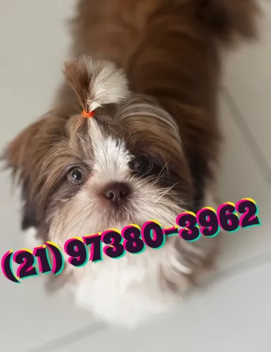 Filhote de Shih Tzu