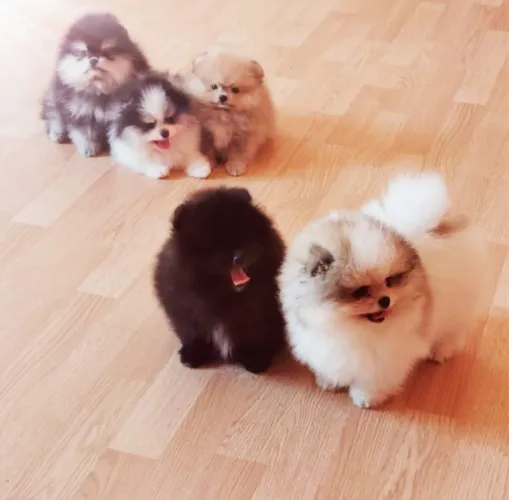 Lulu da Pomerania Anãozinhos diversas cores ac cartão