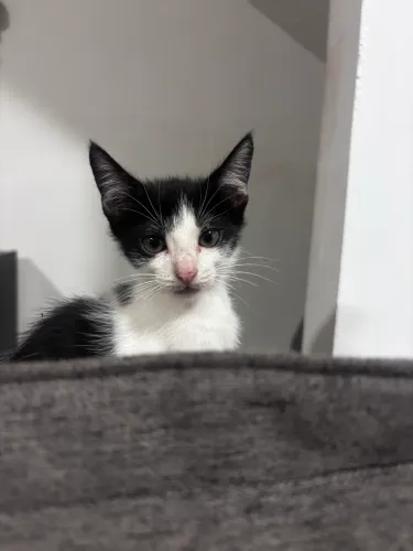 Gatinho para adoção