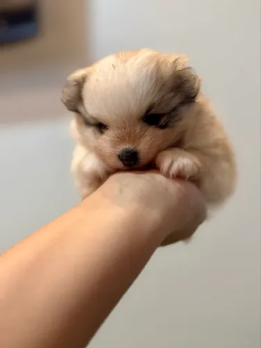 Lulu-da-pomerânia