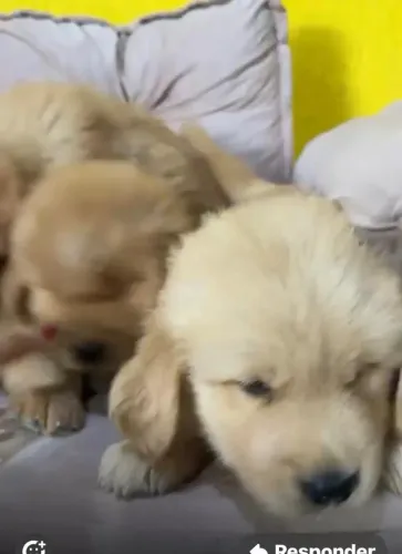 Golden retriever leal e paciente 