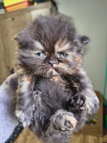 ****Gato persa filhote fêmea ***