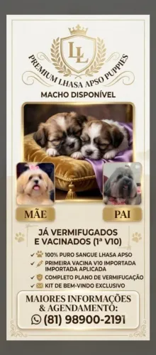 Vendo Lhasa Apson 
