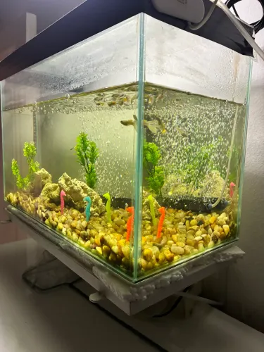 Aquário 28 litros com peixes