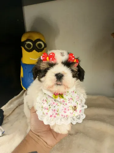 Vendo filhote de shihtzu fêmea