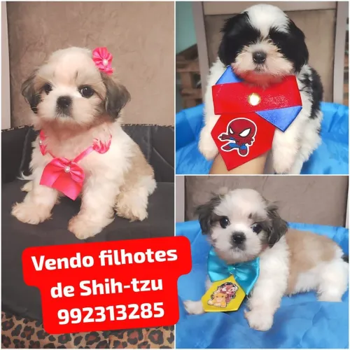 Vendo filhotes de Shih-tzu