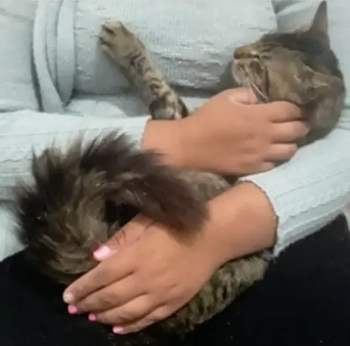 ADOTE lindo gato peludo 