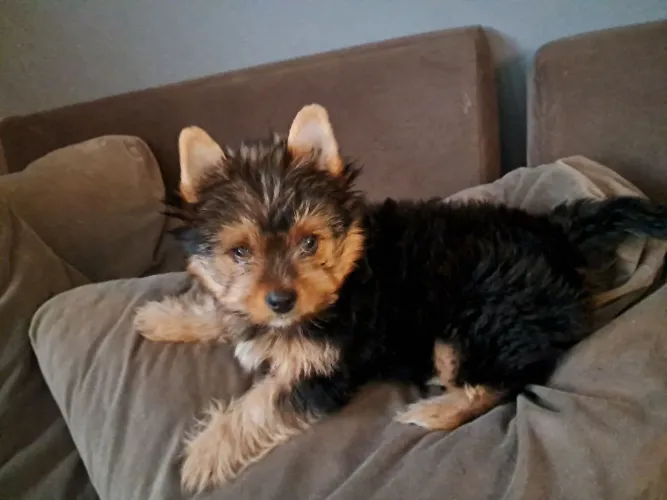 Filhote de yorkshire terrier