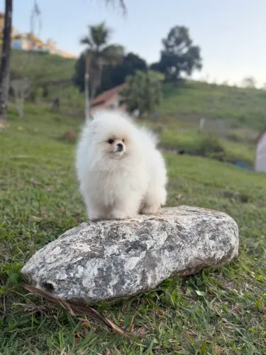 Spitz alemão anão Ursinho
