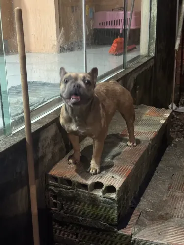 Buldogue francês 