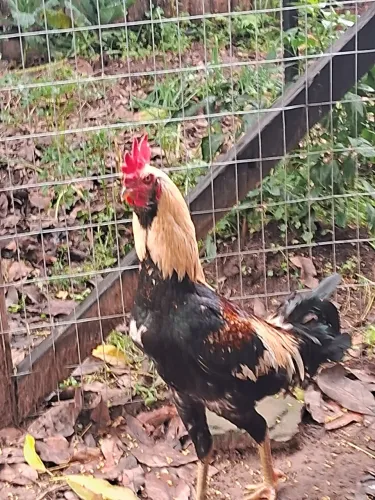 Vendo frangos novos