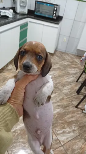 Basset
