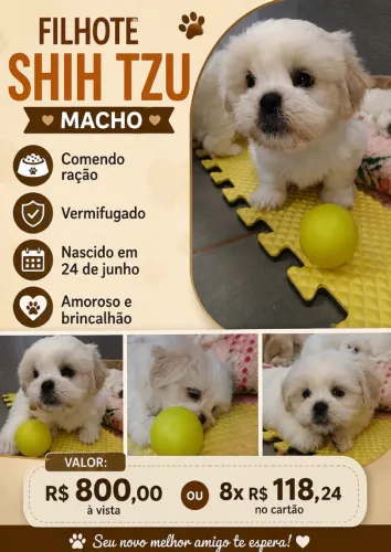 Filhote Shitzu Macho Vermifugado e Comendo Ração