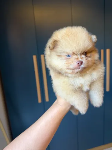 Lulu da pomerania chocolate