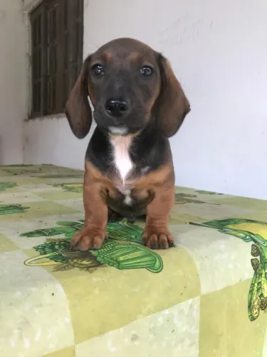Salsichinha