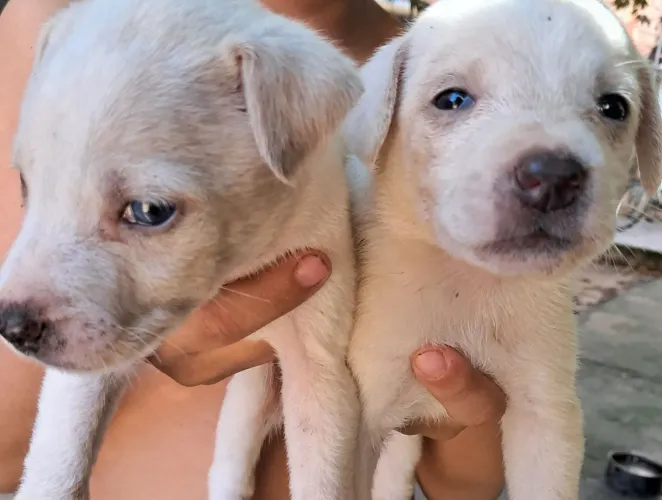 Doação de cachorro 
