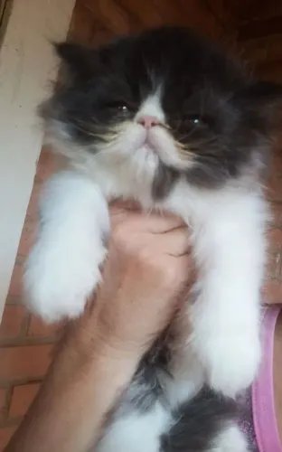 Gato persa show fêmea 