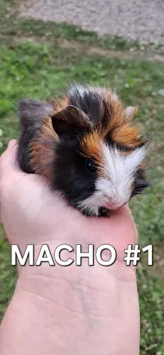 Filhote Porquinho da Índia Abissínio