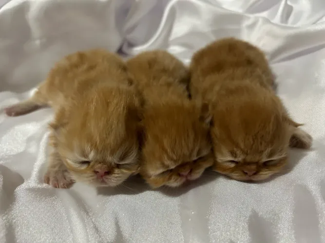 Gato persa