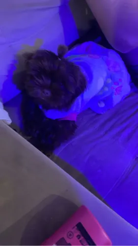 Cachorra fêmea shih tzu