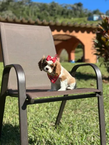 Cavalier king fêmea a pronta entrega