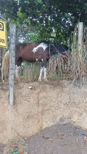 Égua pampa