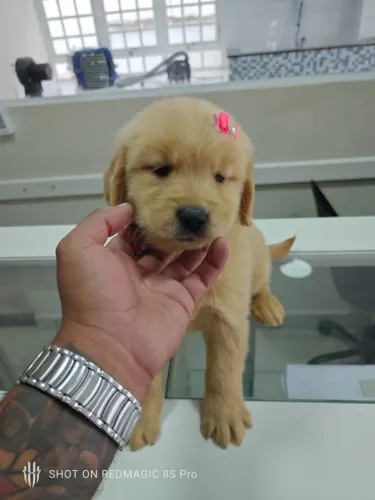 Golden Retriever - Muito amor e lambeijos?