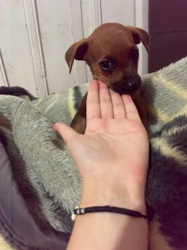 Pincher