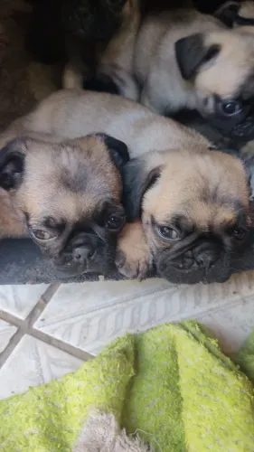 Vendo filhote de Pug