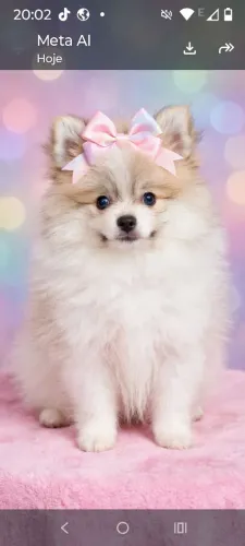 Filhote, fêmea lulu da Palmeirânia
