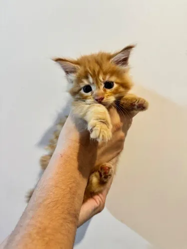 Gata Maine coon ( valor imperdível )