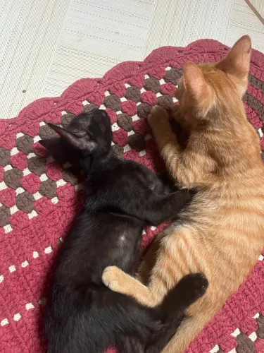 Doa-se gatinhos 