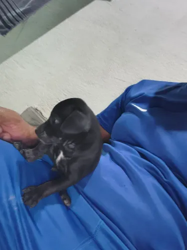 Cachorro pinscher número 2 