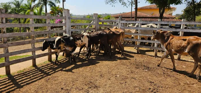 Bezerras aneloradas