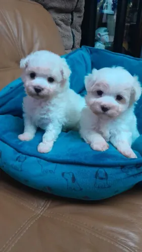 Maltês machos e femeas.