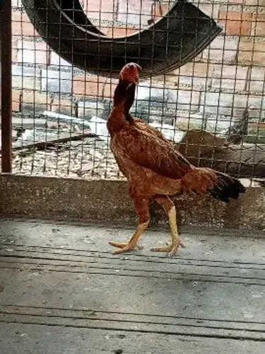 Vendo
