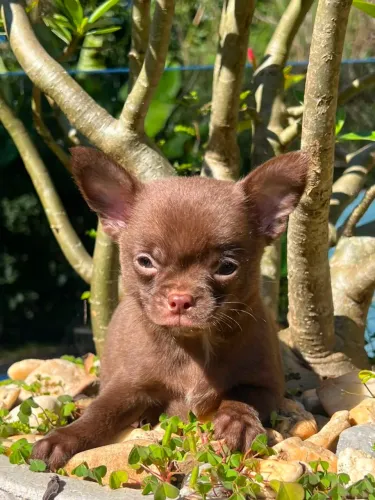 Filhote de Chihuahua Macho