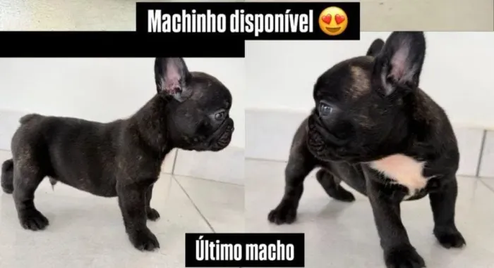 Buldogues francês macho 