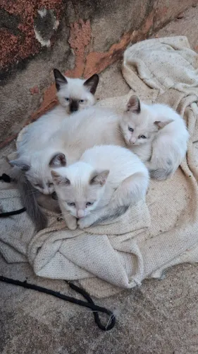Gatinhos Para adoção 