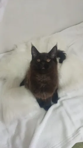 Maine Coon Filhote menino