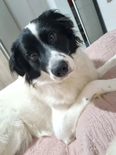 Doação de cachorro 