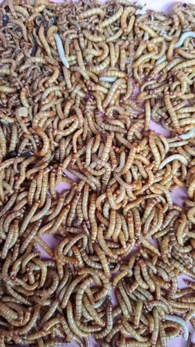 Tenébrios 