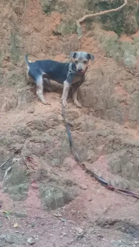 Vendo cachorro yiorquechare terrie macho 250