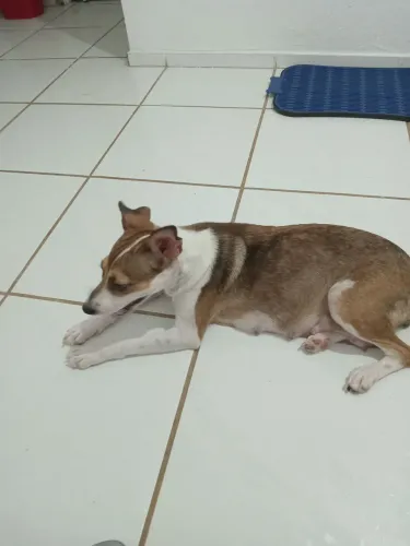 Animais de estimação 