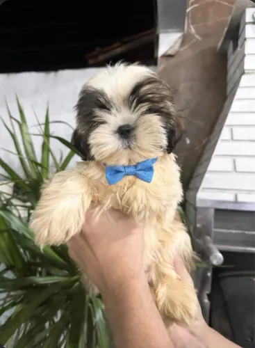 Lindos filhotes de shih-tzu